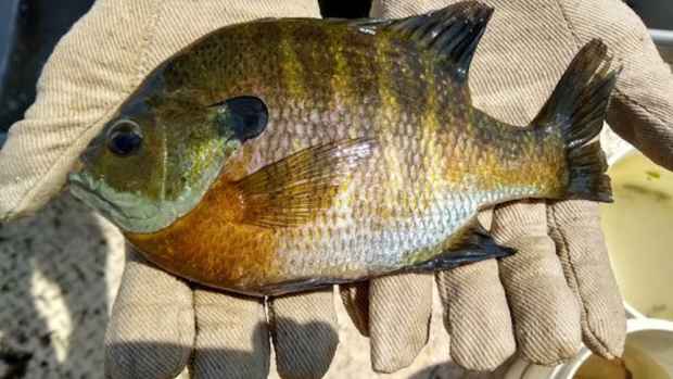 Angler catches record-tying hybrid sunfish on Green Lake - Bring