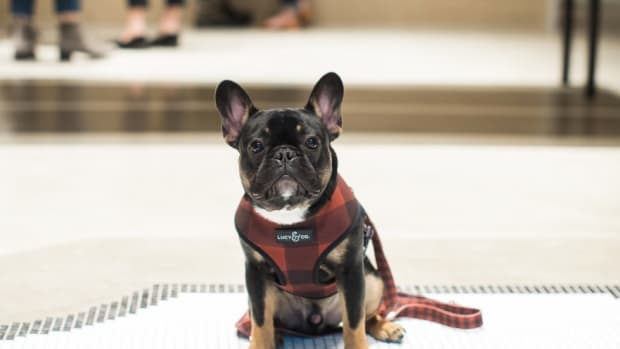 Shark tank matching dog clothes top