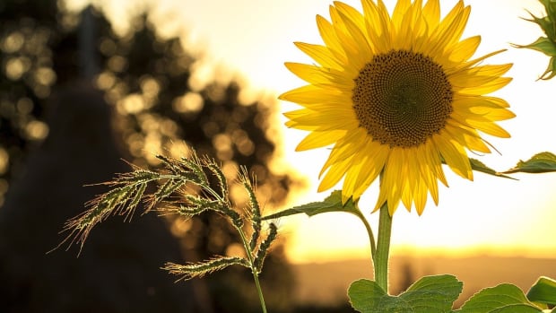Fish Sunflowers Bring Me The News