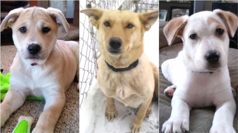 Adopt a puppy now sales