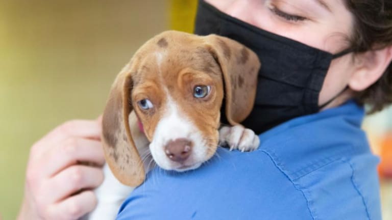 Minneapolis spca store