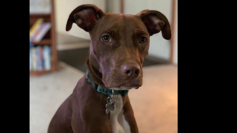 Boarding for pitbulls deals near me