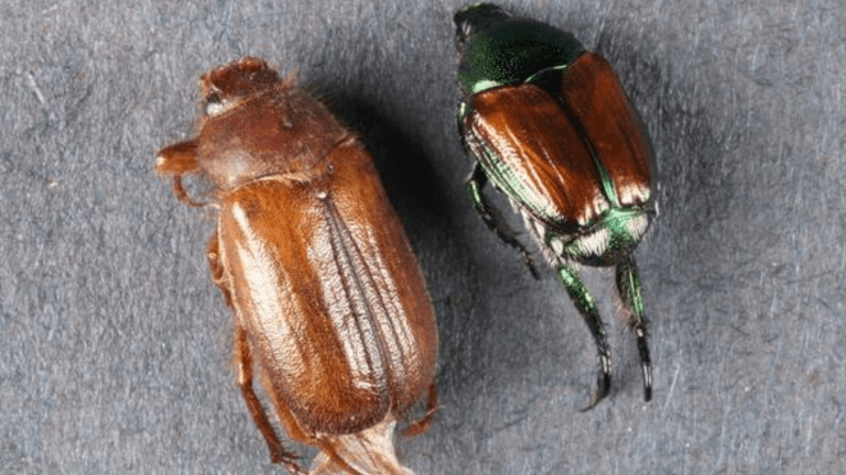 Lawn destroying beetle found in Minneapolis for the 1st time