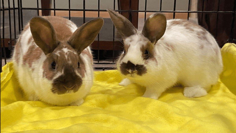 Local small animal rescue online
