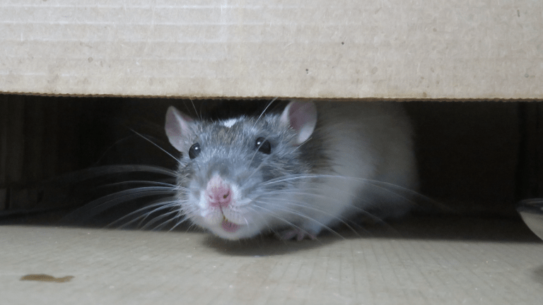Pet online rat house