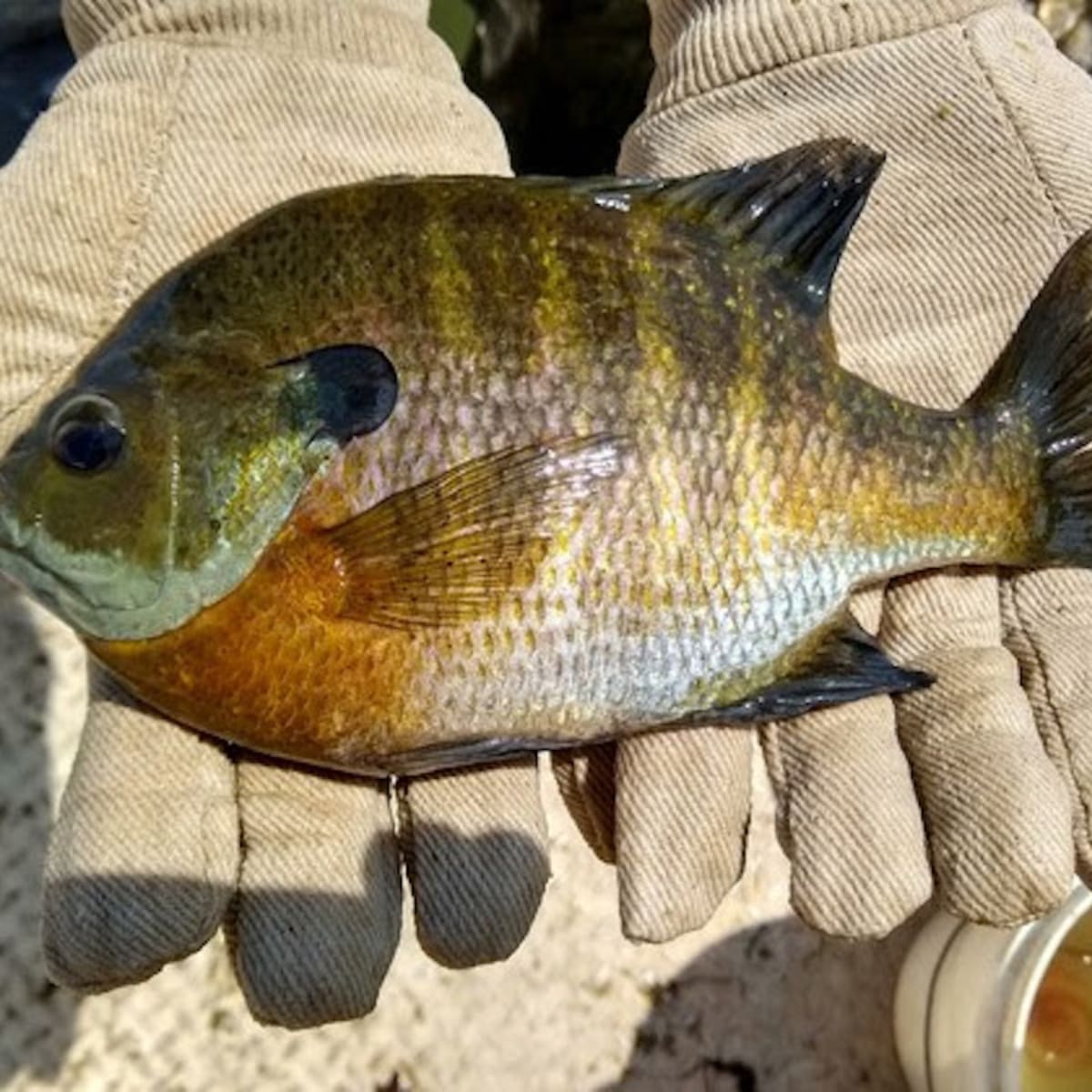 Minnesota DNR tells anglers: Only eat small sunfish - Bring Me The 