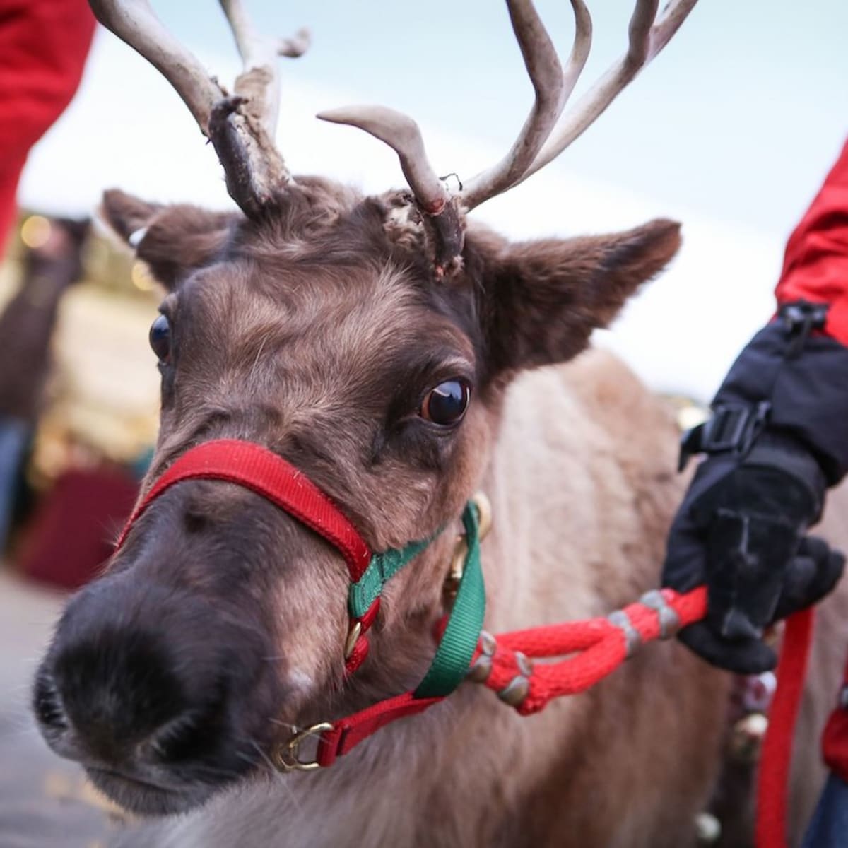 Excelsior S Annual Christmas Market Will Be A Socially Distanced Affair Bring Me The News