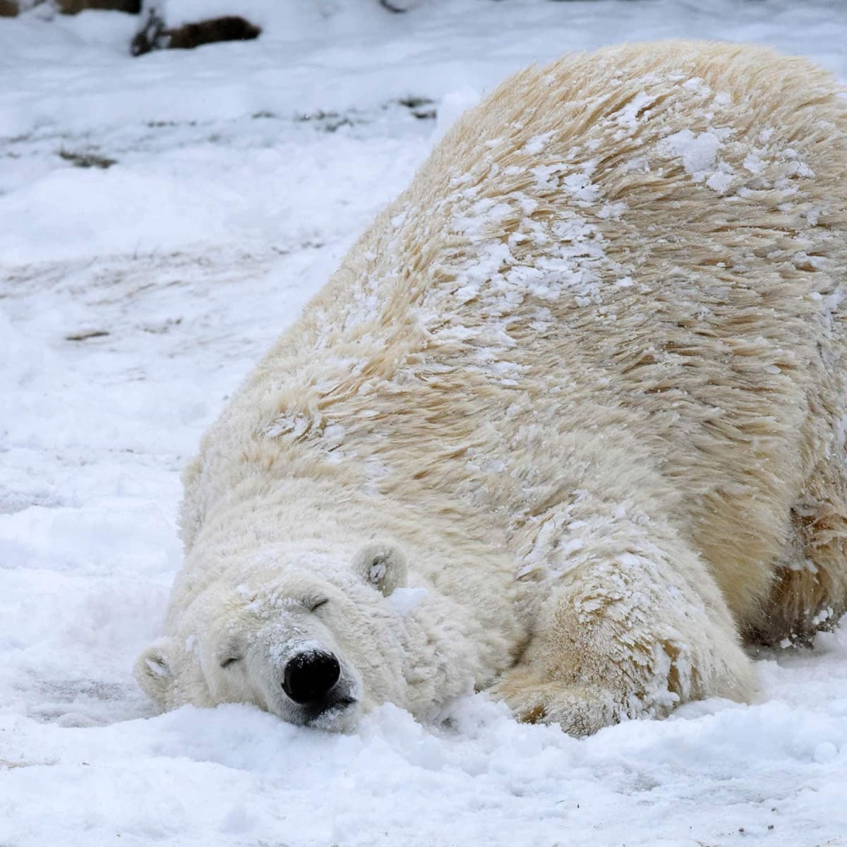 Video: Como Zoo welcomes new polar bear named Nan - Bring Me The News