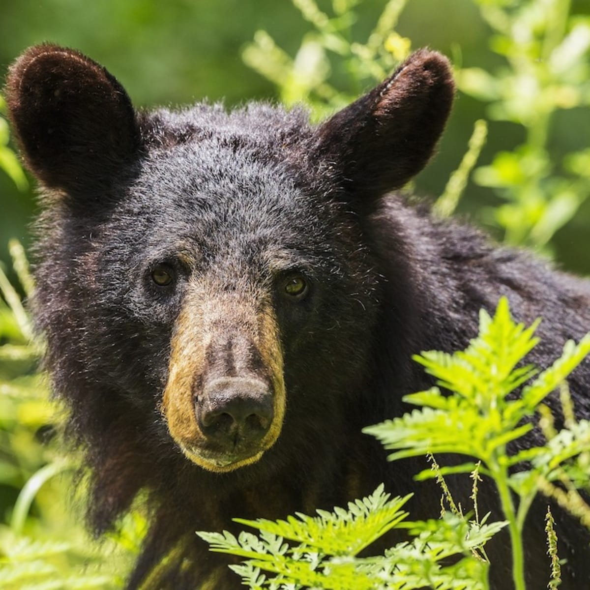 Don T Feed The Bear Sheriff S Office Sees Significant Increase In Bear Complaints Recently Bring Me The News