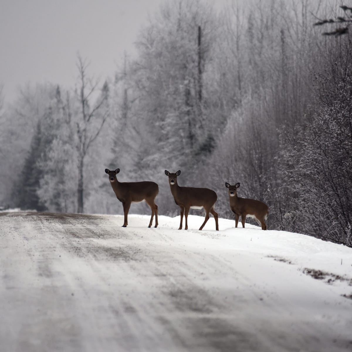 Updated: Minnesota and Wisconsin DNR partner to capture 400