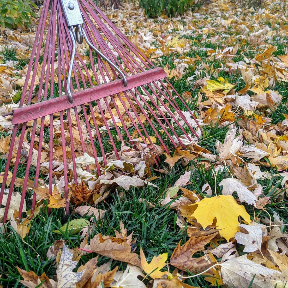 Rake the Leaves? Some Towns Say Mow Them - The New York Times