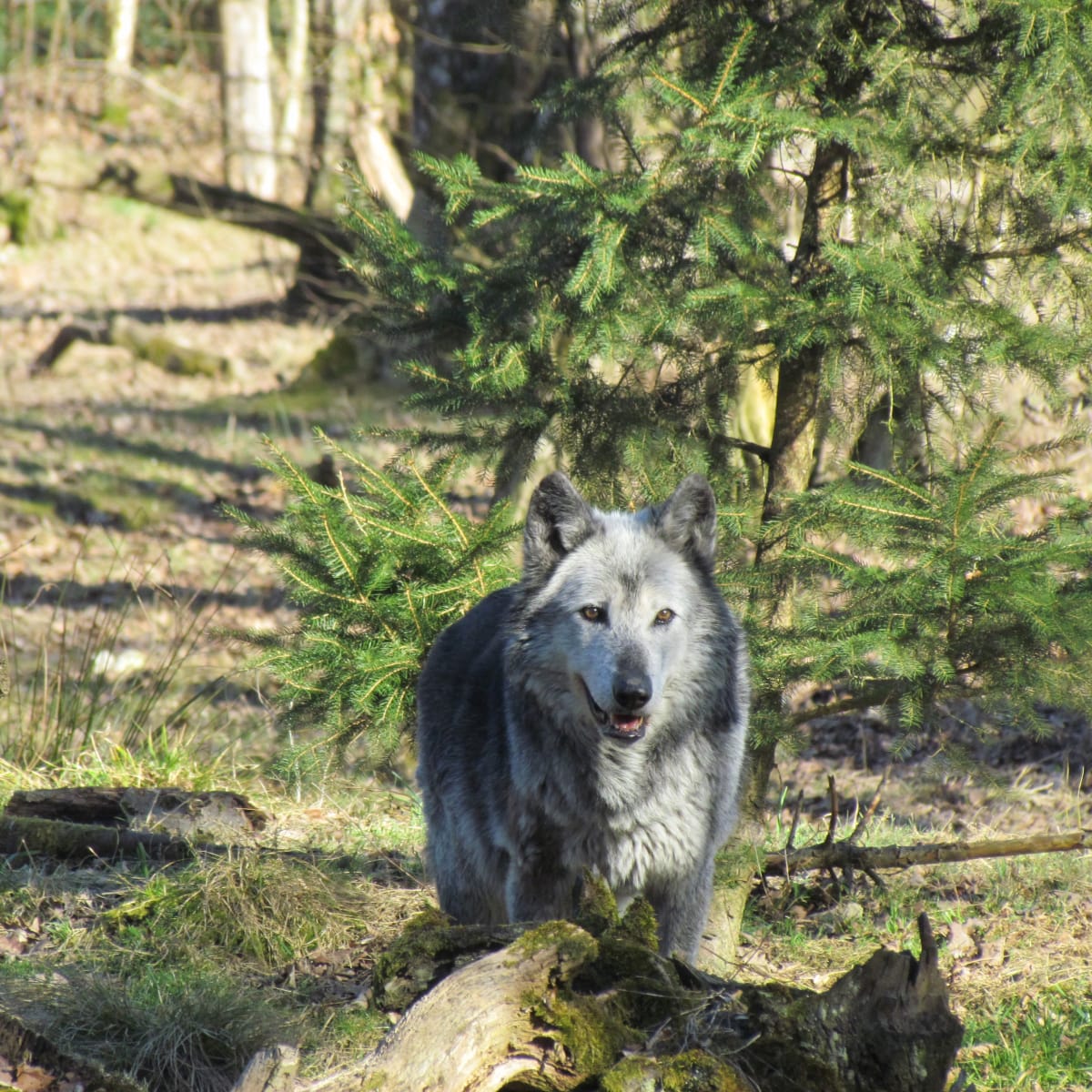 Oregon - Wolf 1
