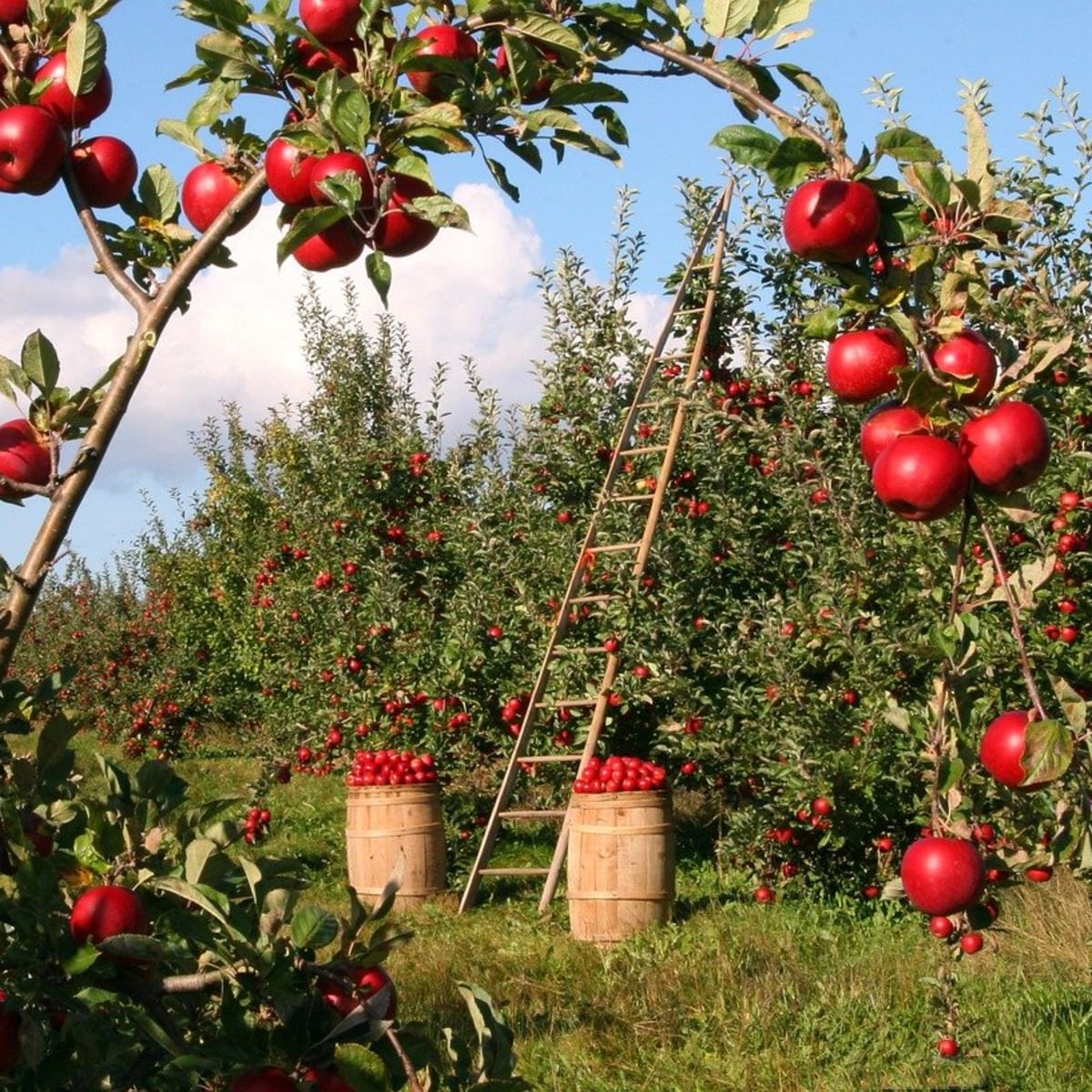 Organic Apple Orchards - Forks in the Dirt Finding your fall family outing