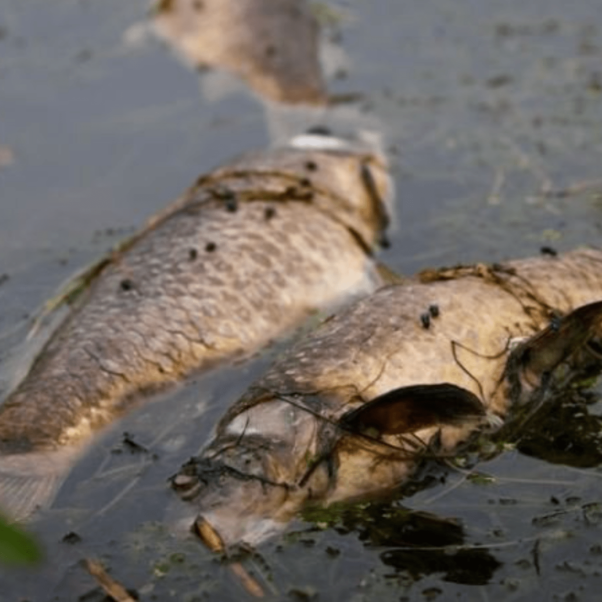 Common Carp  Minnesota Aquatic Invasive Species Research Center
