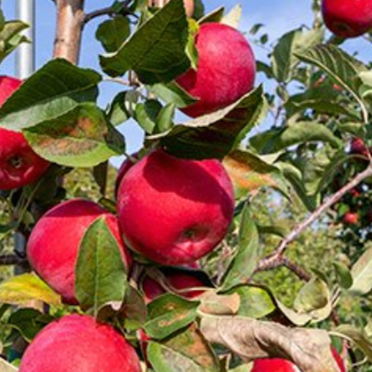 Kudos from U: New Minnesota apple variety is cross between Honeycrisp,  Zestar