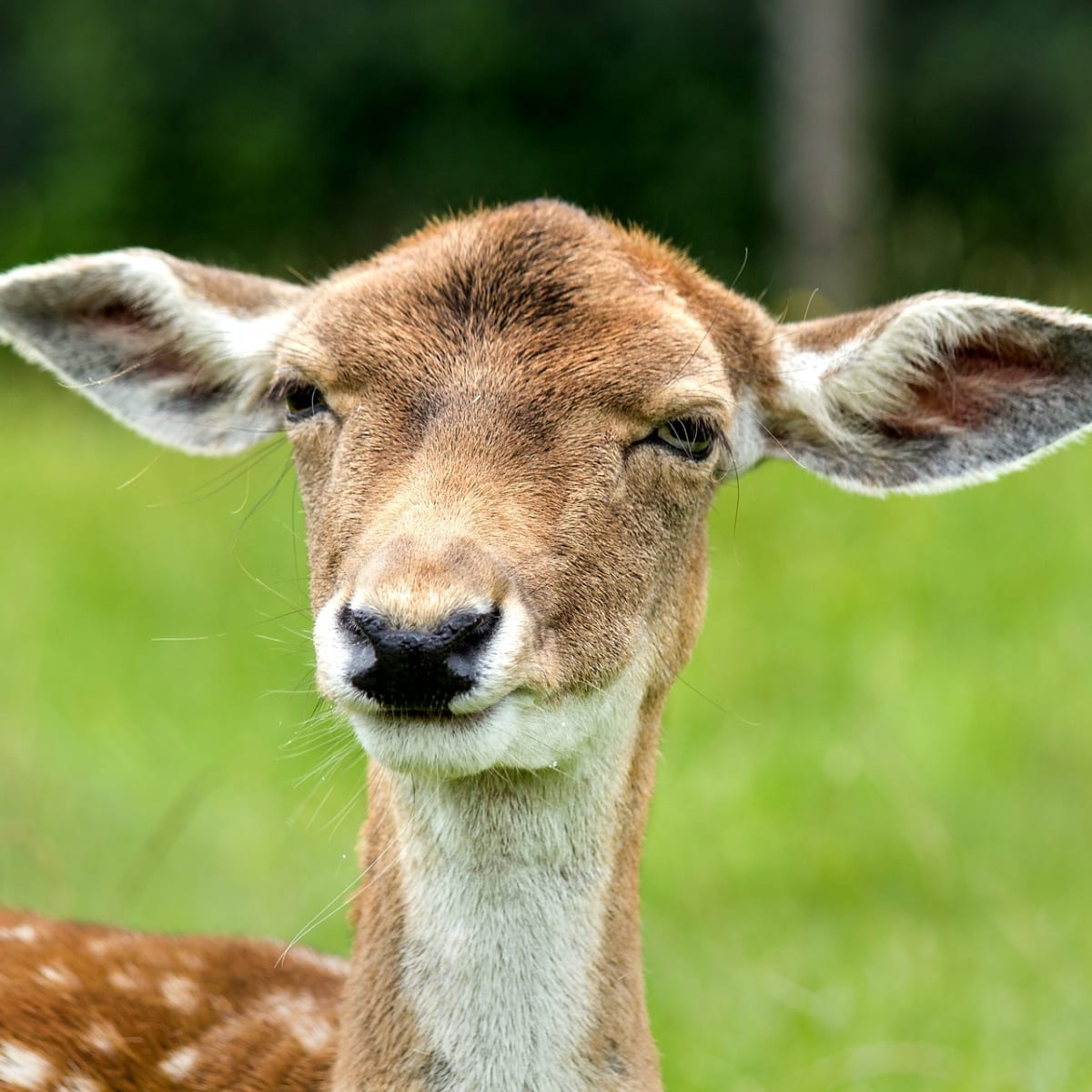 Angry deer chases man confronts cop and barking dogs Bring Me