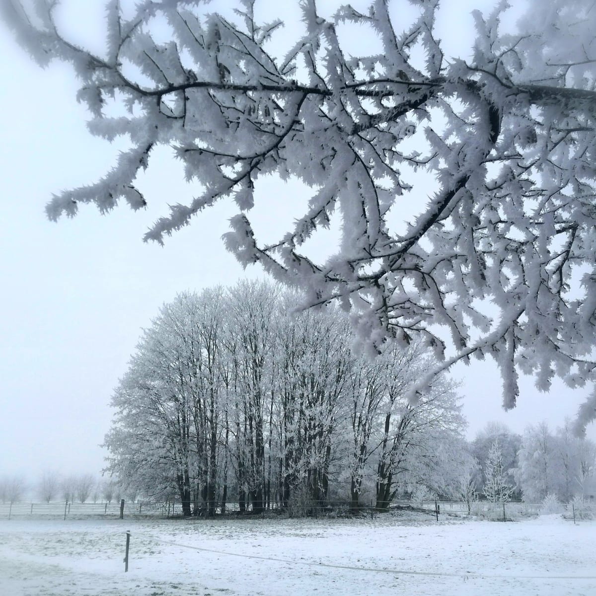 その他 Snow : first snow of the season first-snow-of-the-season-
