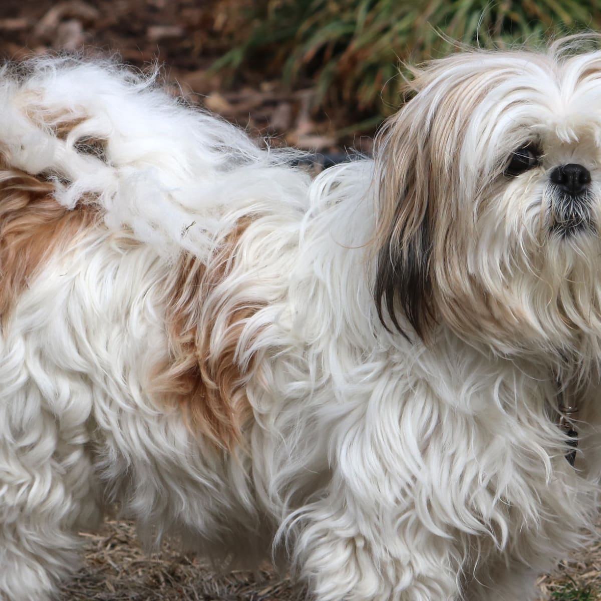 Shih tzu ramp on sale