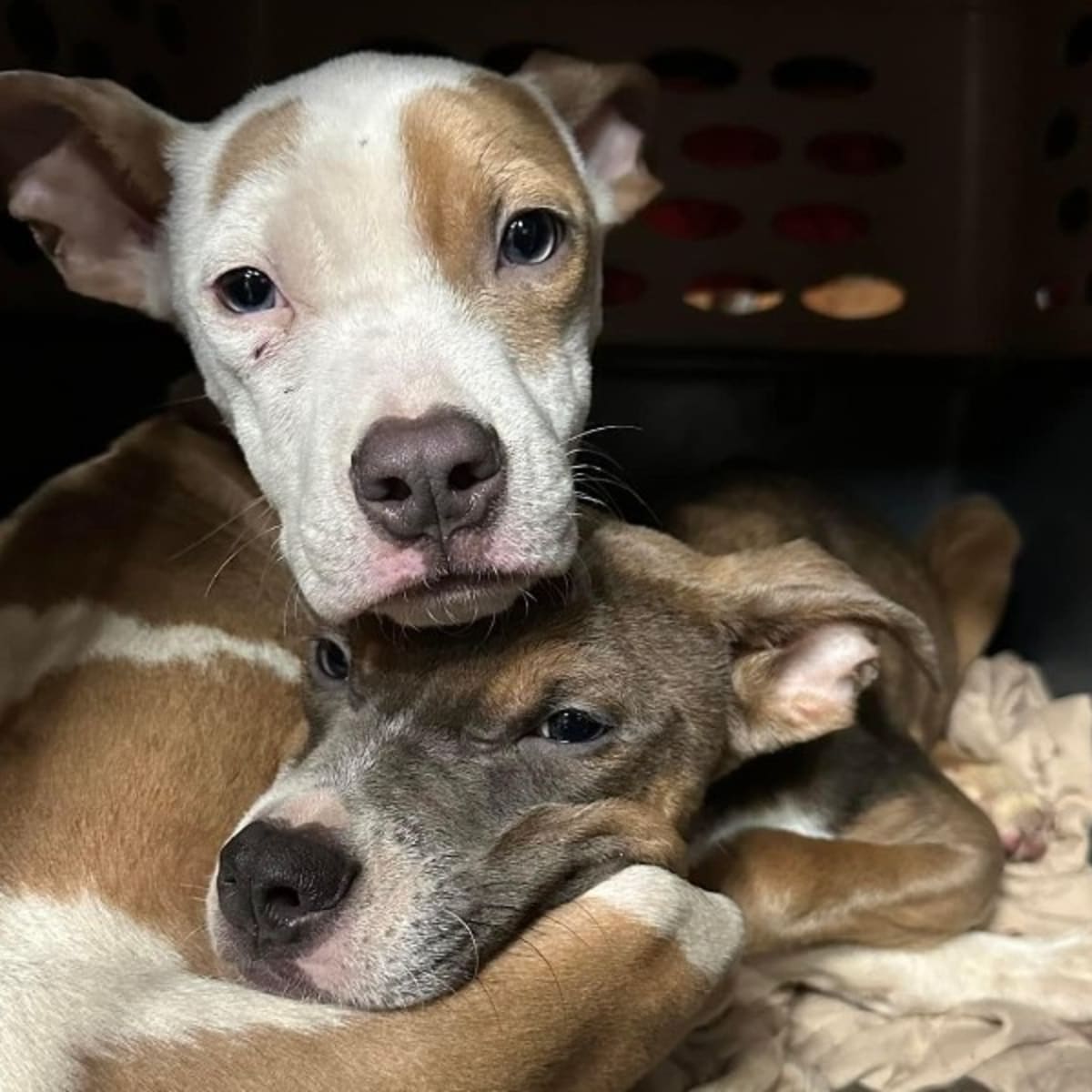 Saving puppies hot sale