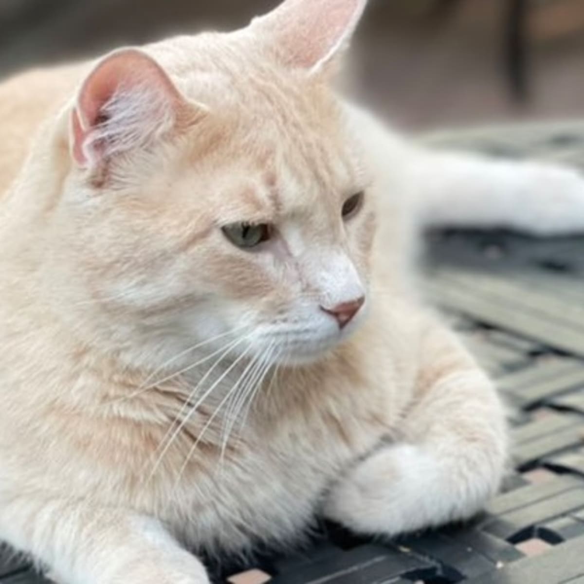 Walz family cat, Afton, still missing after months-long Walz family cat, Afton, still missing after months-long