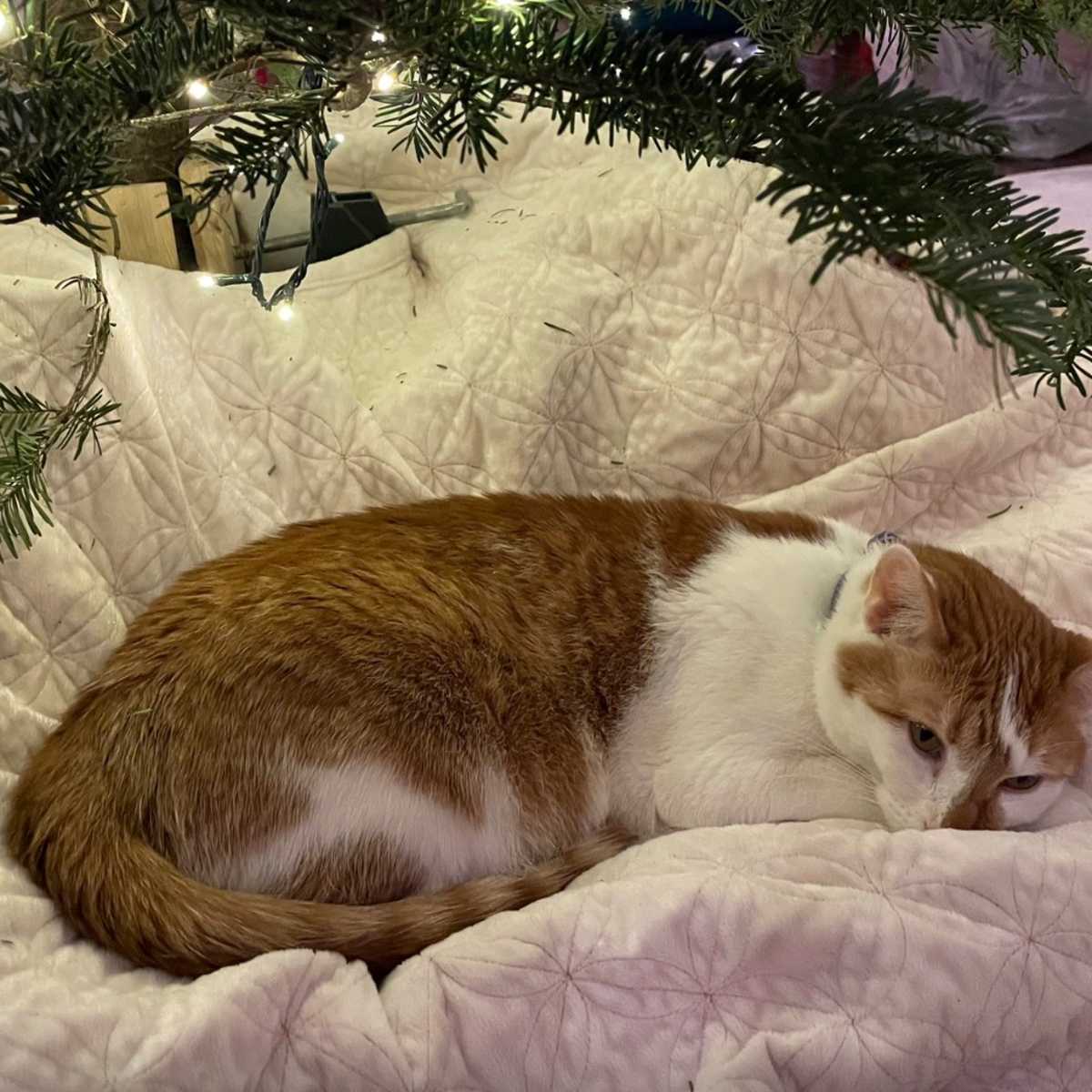 Gov. Tim Walz introduces new family cat, Honey - Bring Me The News