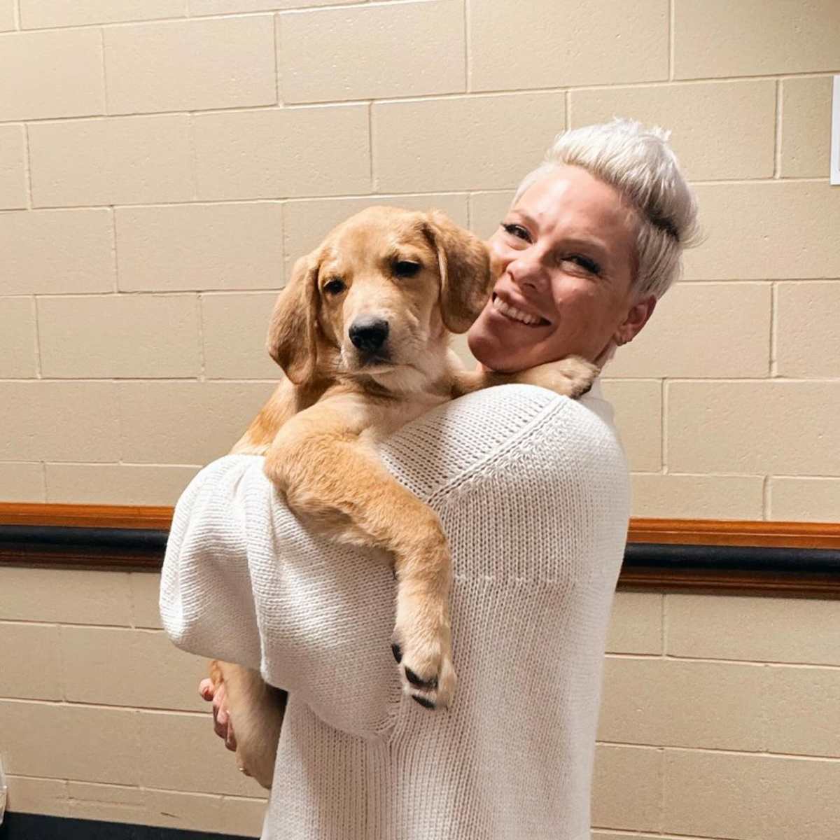 Pink fosters puppy from Minnesota shelter ahead of Xcel performance Bring Me The News