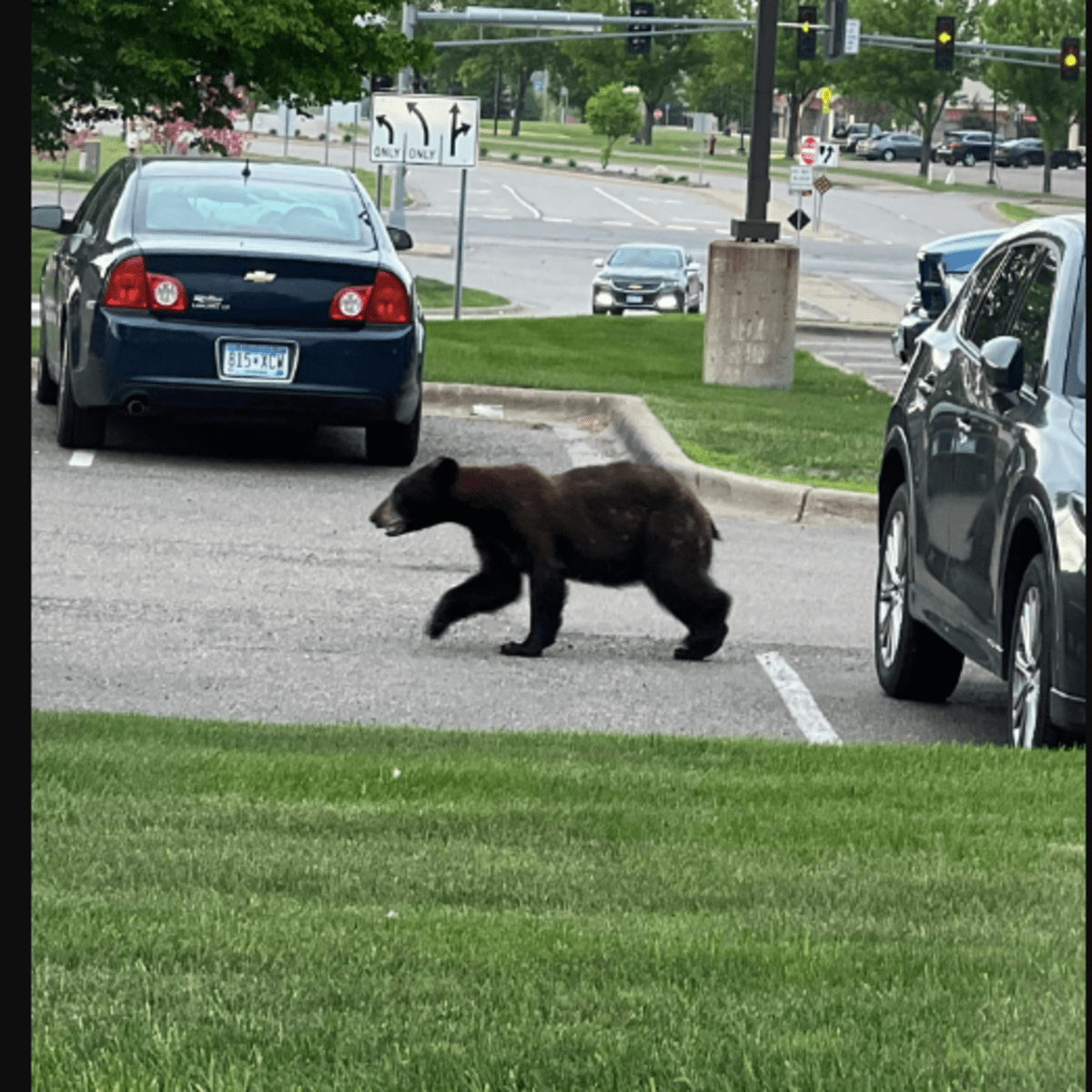 Black bear seen crossing highway, walking near businesses in