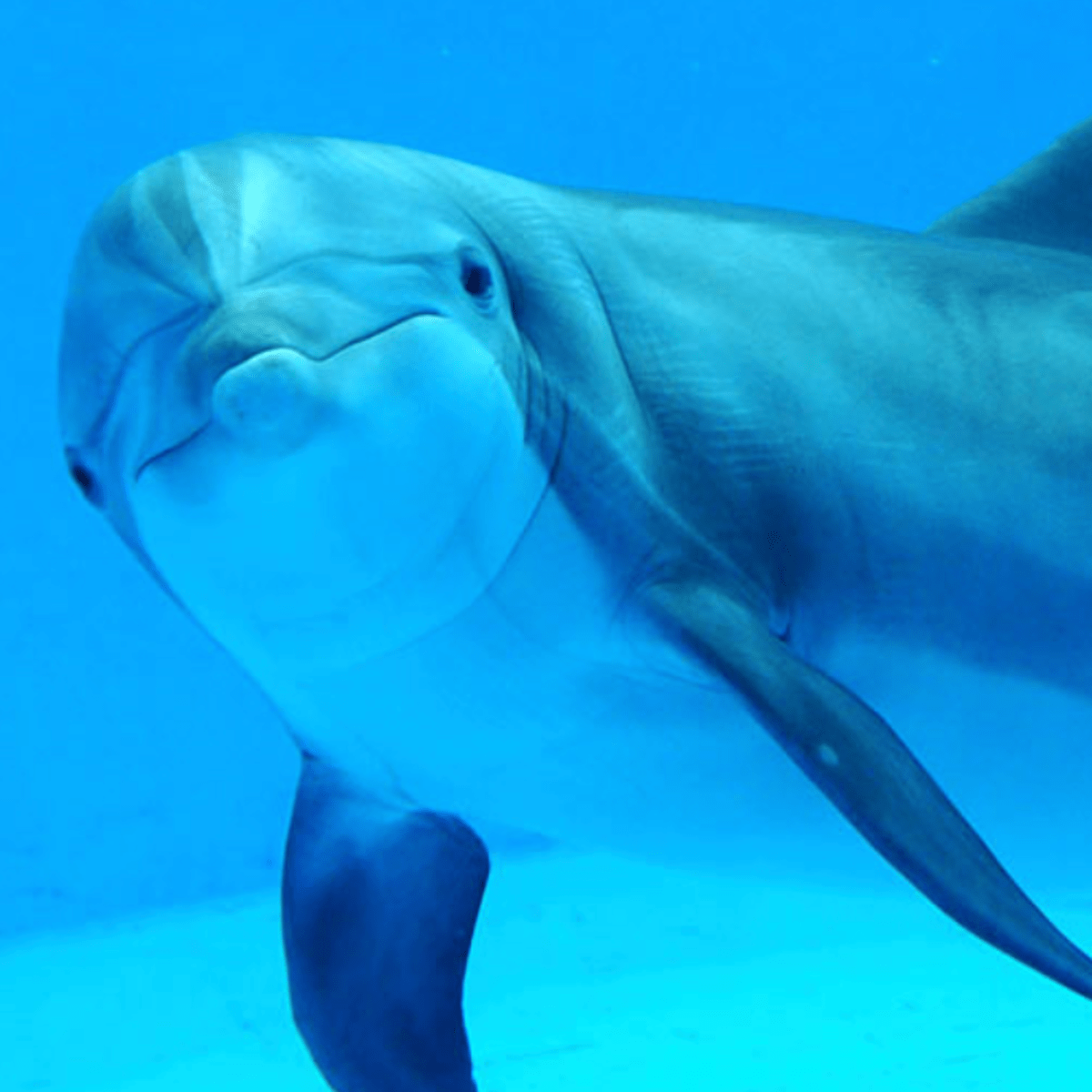 Dolphins will grace the Minnesota Zoo again for the first