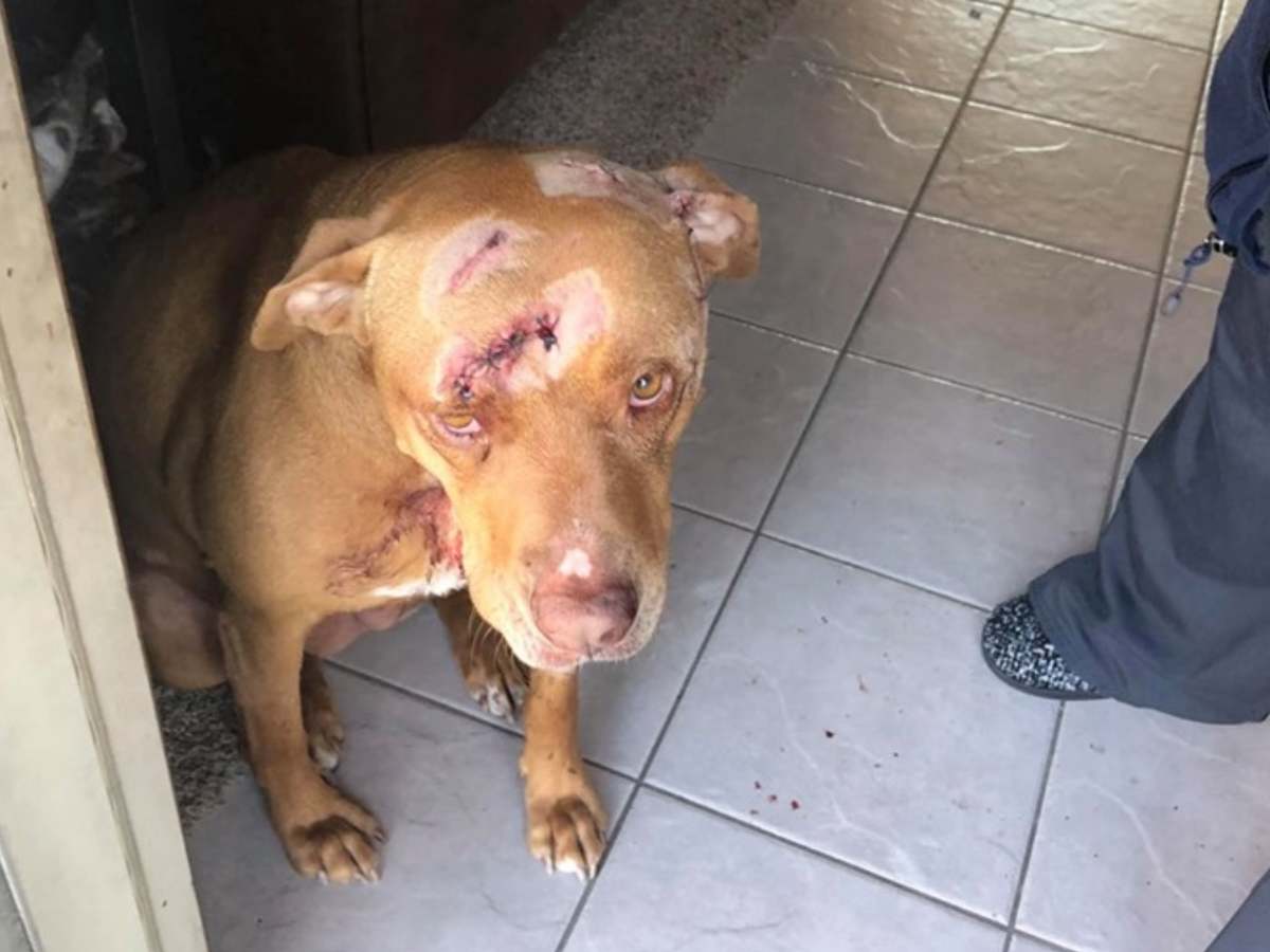 16 How Many Dogs Can You Have In Wisconsin