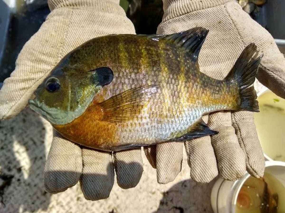 Minnesota DNR tells anglers: Only eat small sunfish - Bring Me The 