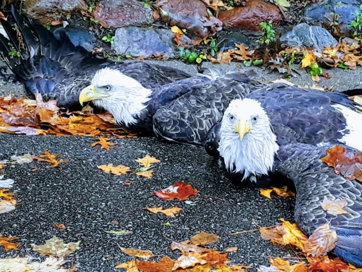 Eagles found locked together after 'death spiral' in Apple Valley - Bring  Me The News