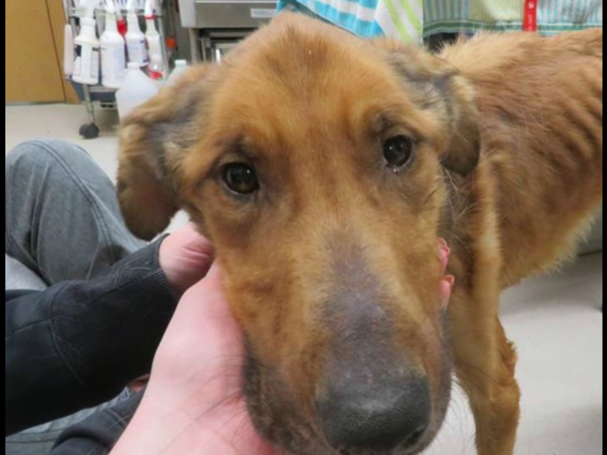 Appeal to find owners of 'severely malnourished' dog in western Wisconsin -  Bring Me The News