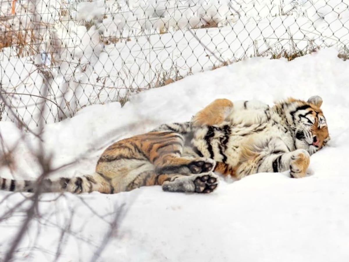 Amur Tiger  Columbus Zoo and Aquarium