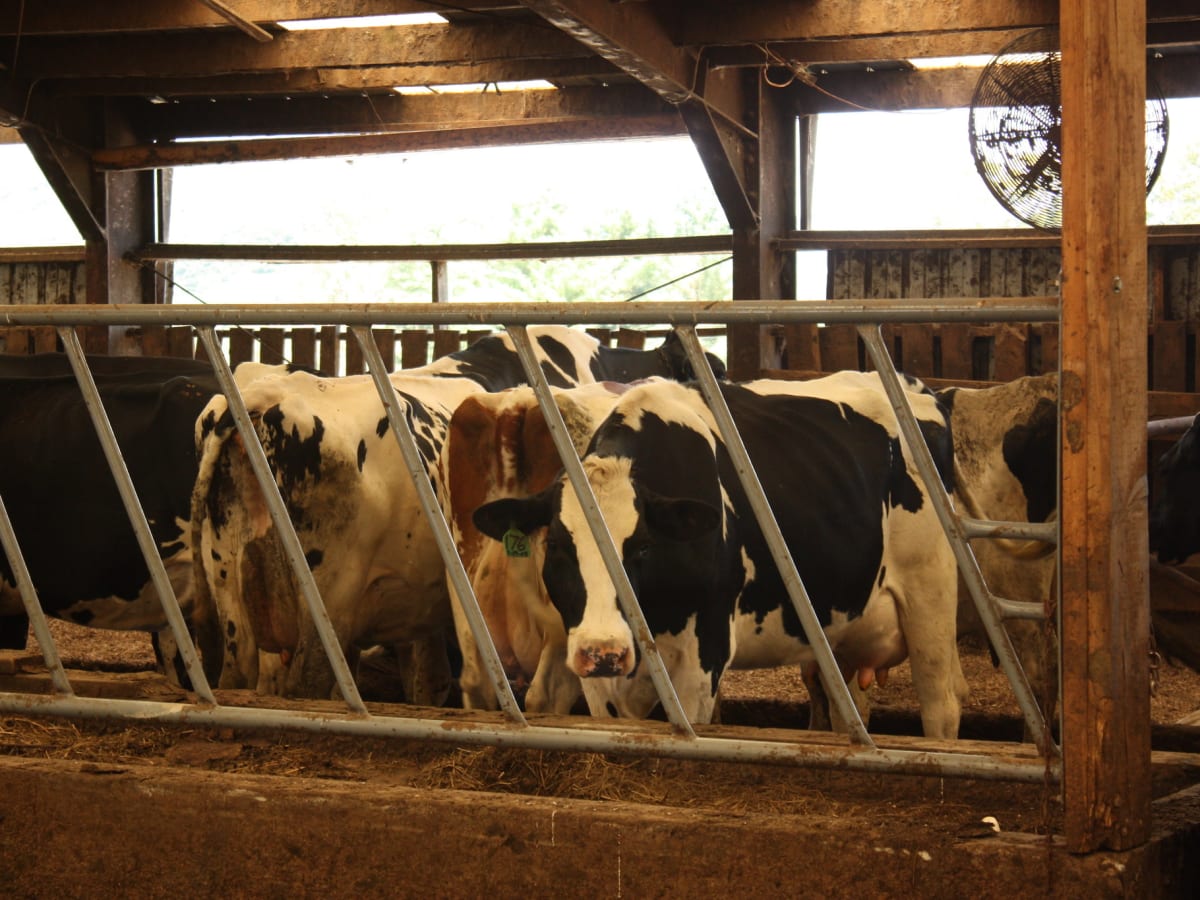 Helping to ensure Minnesota's dairy industry - Dairy Star