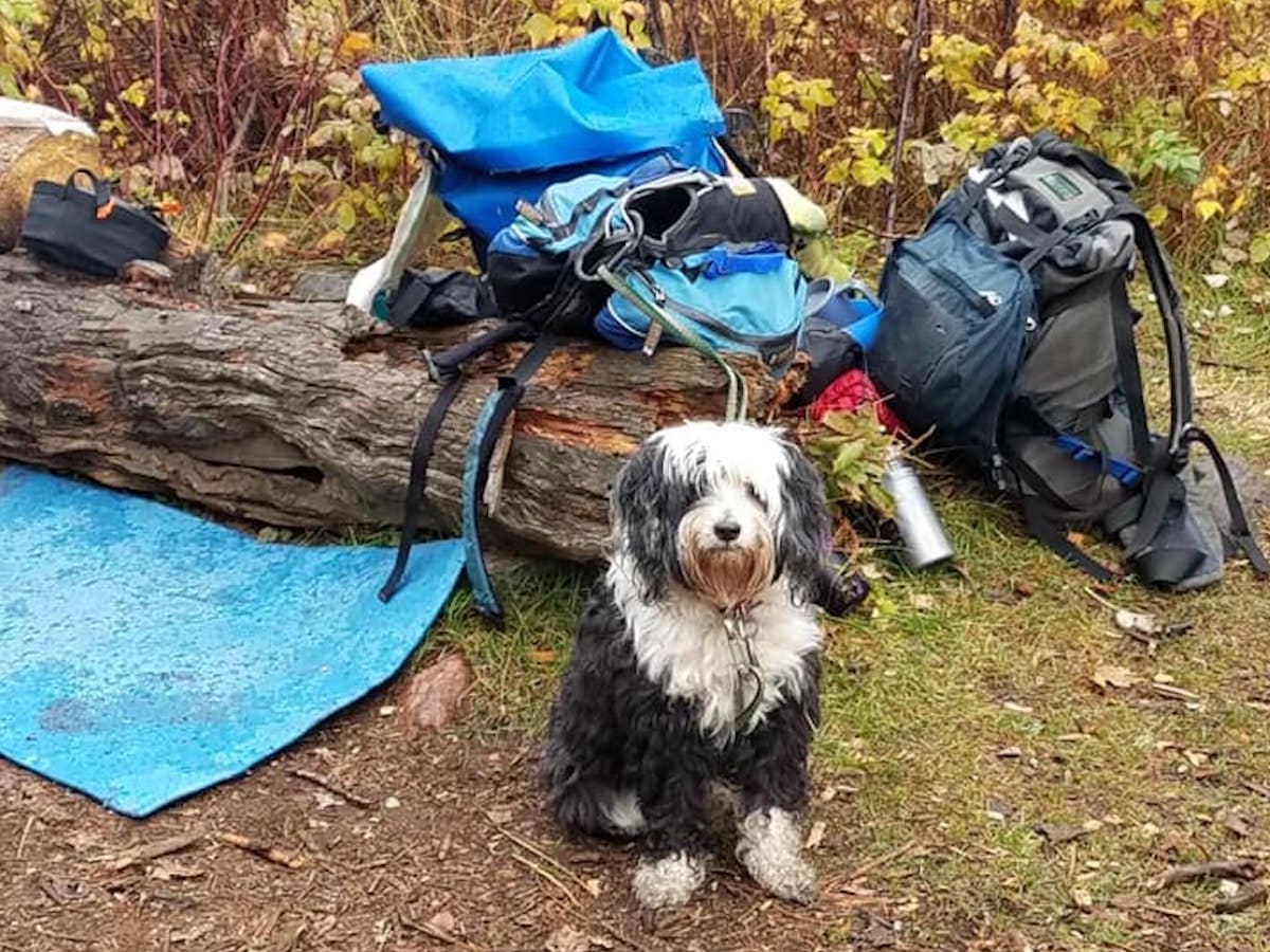 Minnesota dogs still dying in traps - Duluth News Tribune