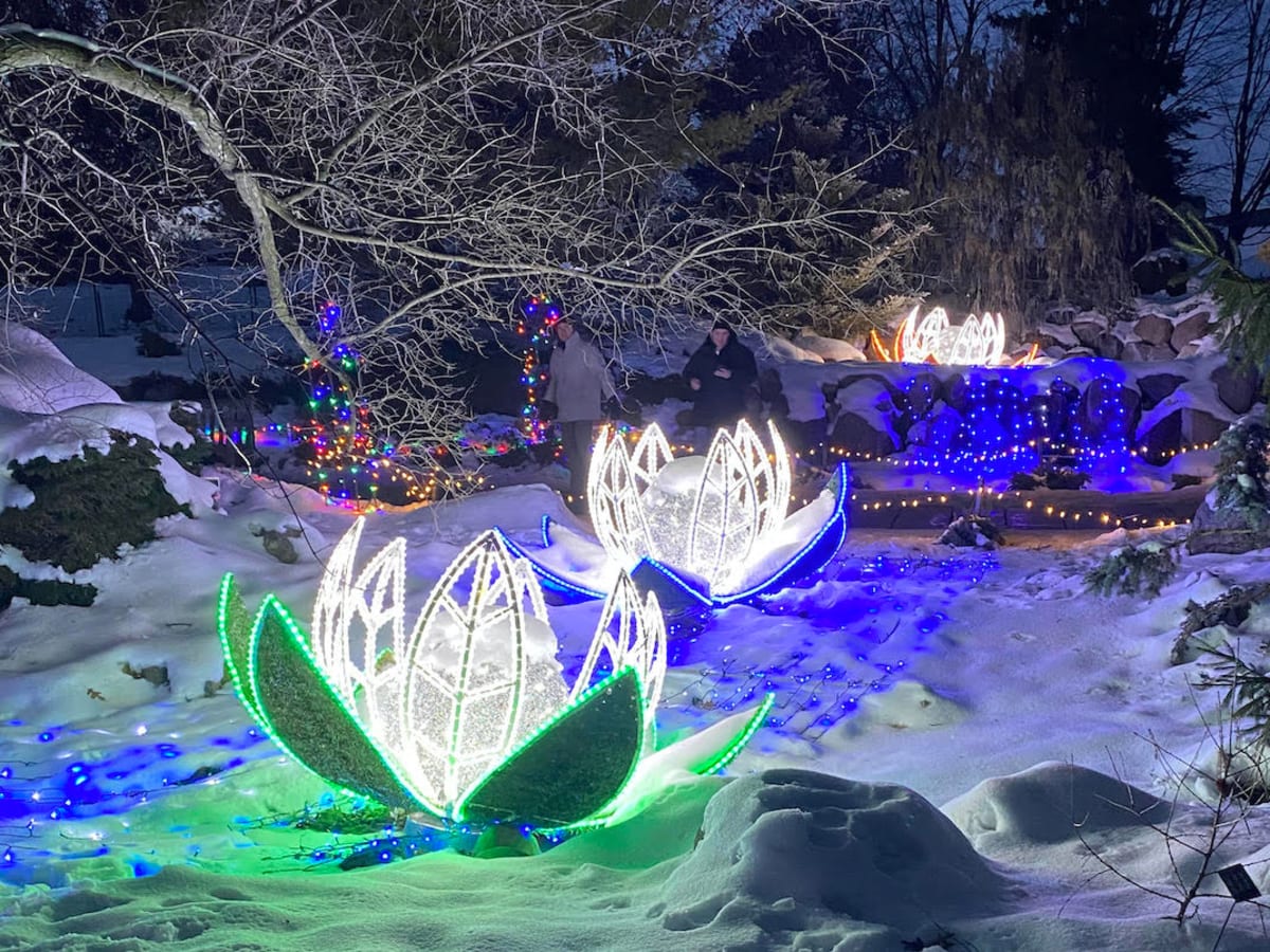 Arboretum Christmas 2022 The Minnesota Landscape Arboretum's Winter In Bloom Will Feature More  Lights Outdoors - Bring Me The News