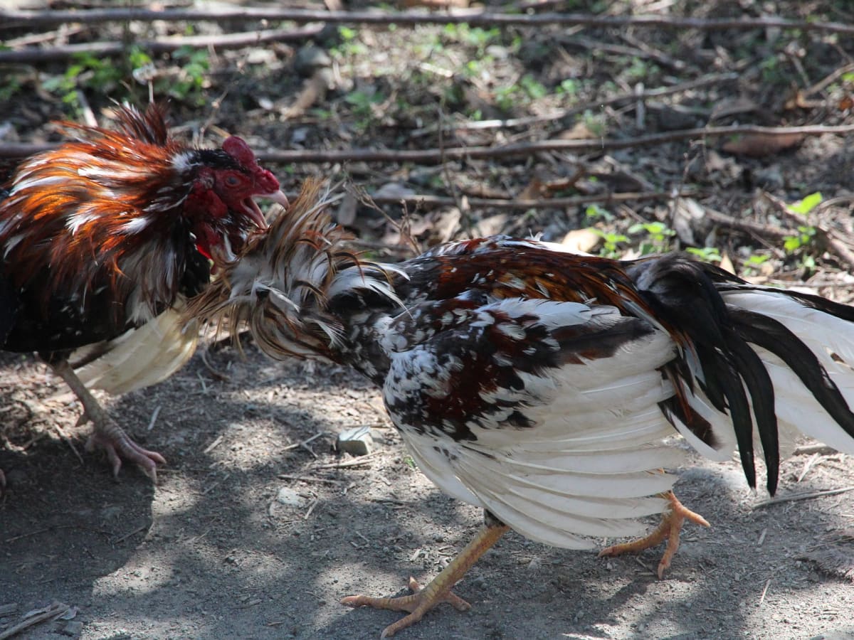 Whittling A Branch Rooster –