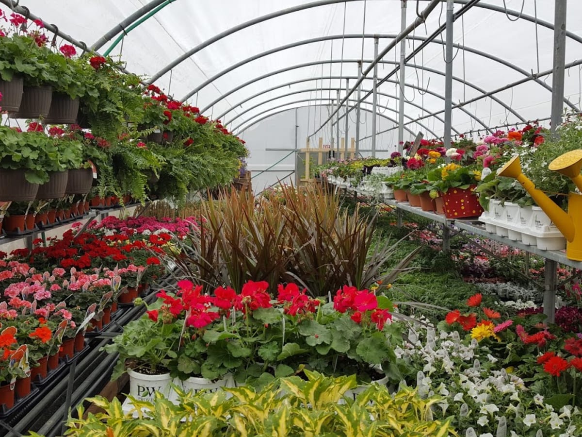 Minnesota Garden Centers Push For Stay At Home Exemption Bring Me The News