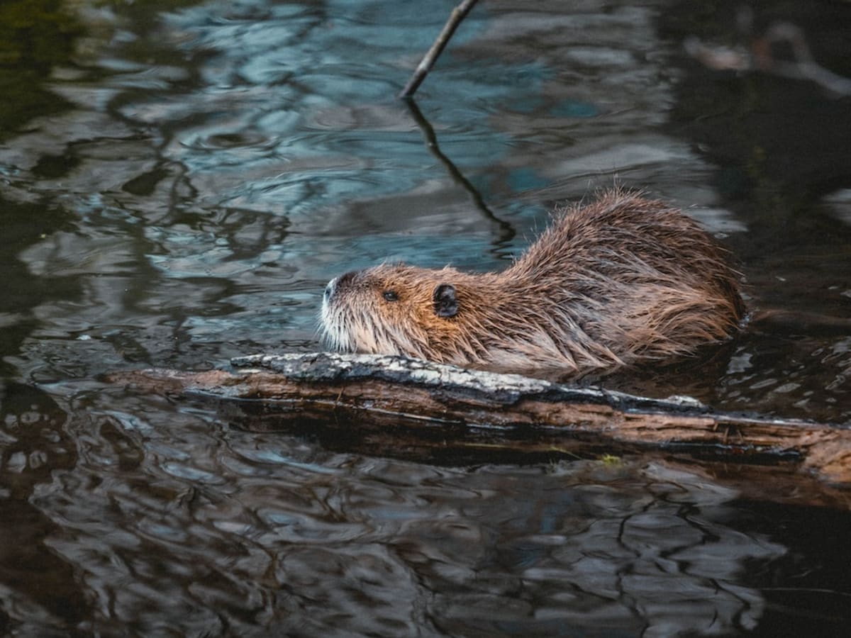 USDA APHIS  Nutria Conflicts with People