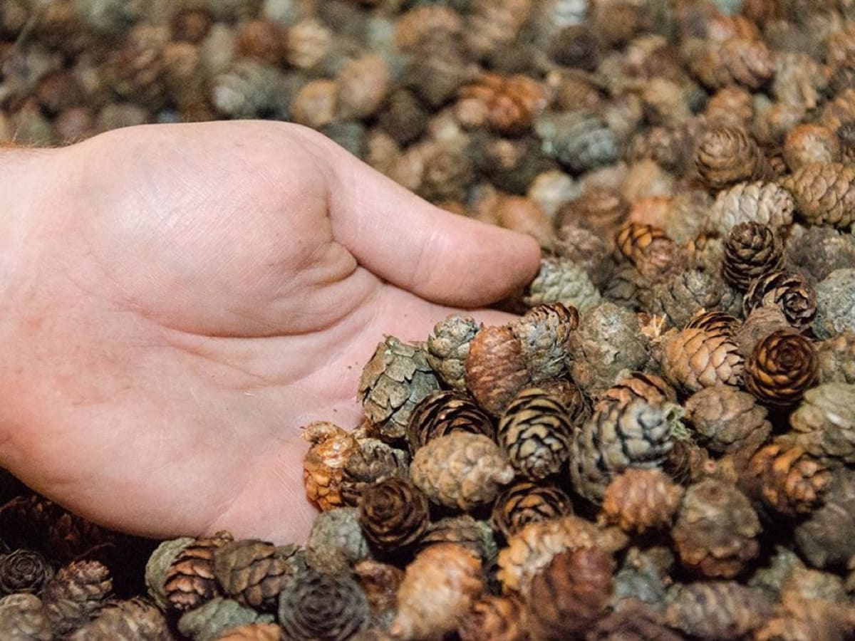 DNR asking people to collect red pine cones to help restock seed for  nurseries