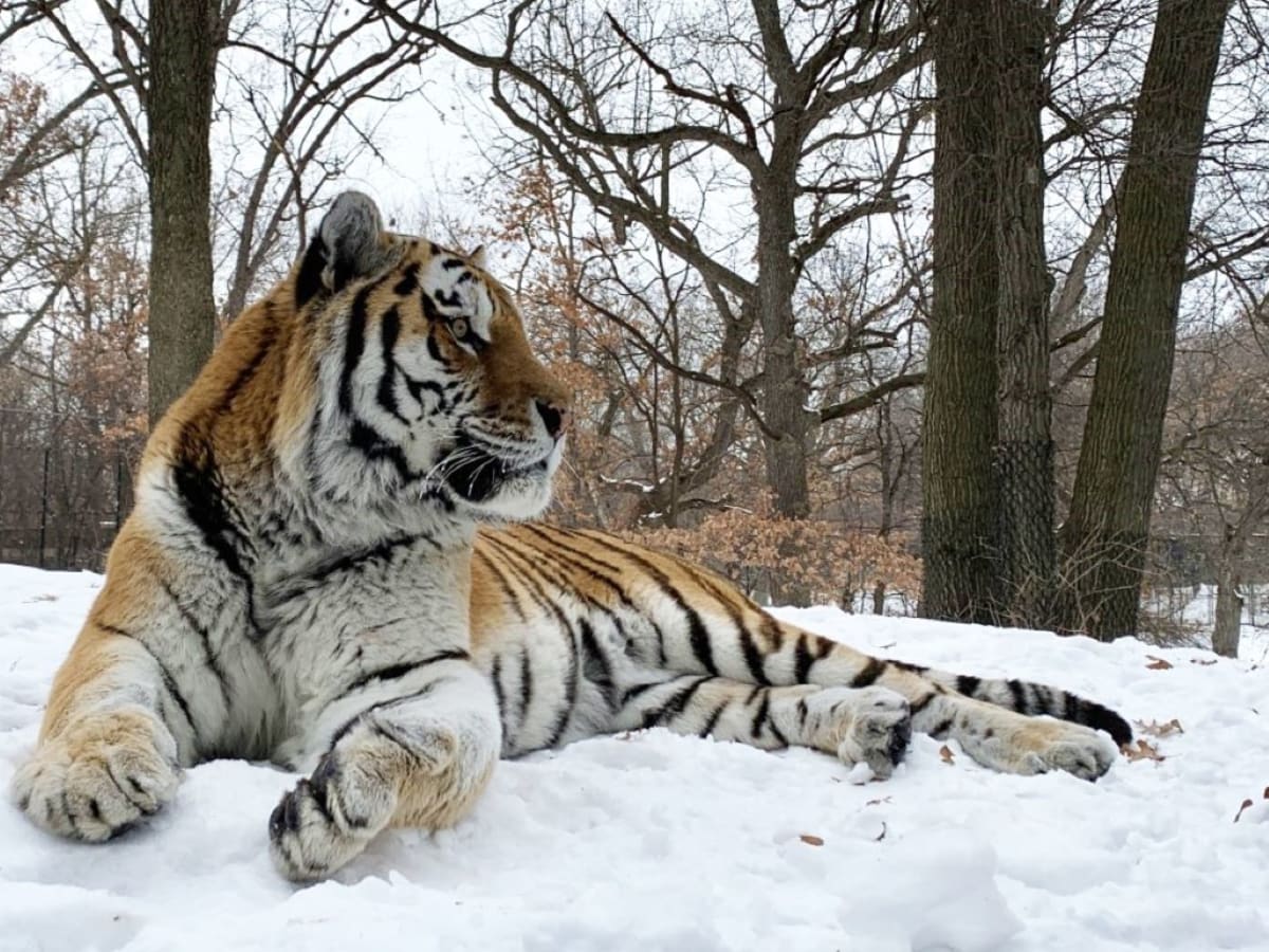 Amur tiger coming in from the cold 