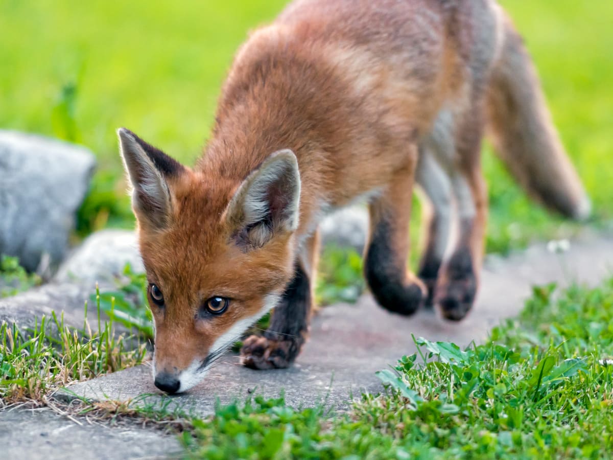 DNR: Fox in Anoka County 1st wild mammal to test positive for bird