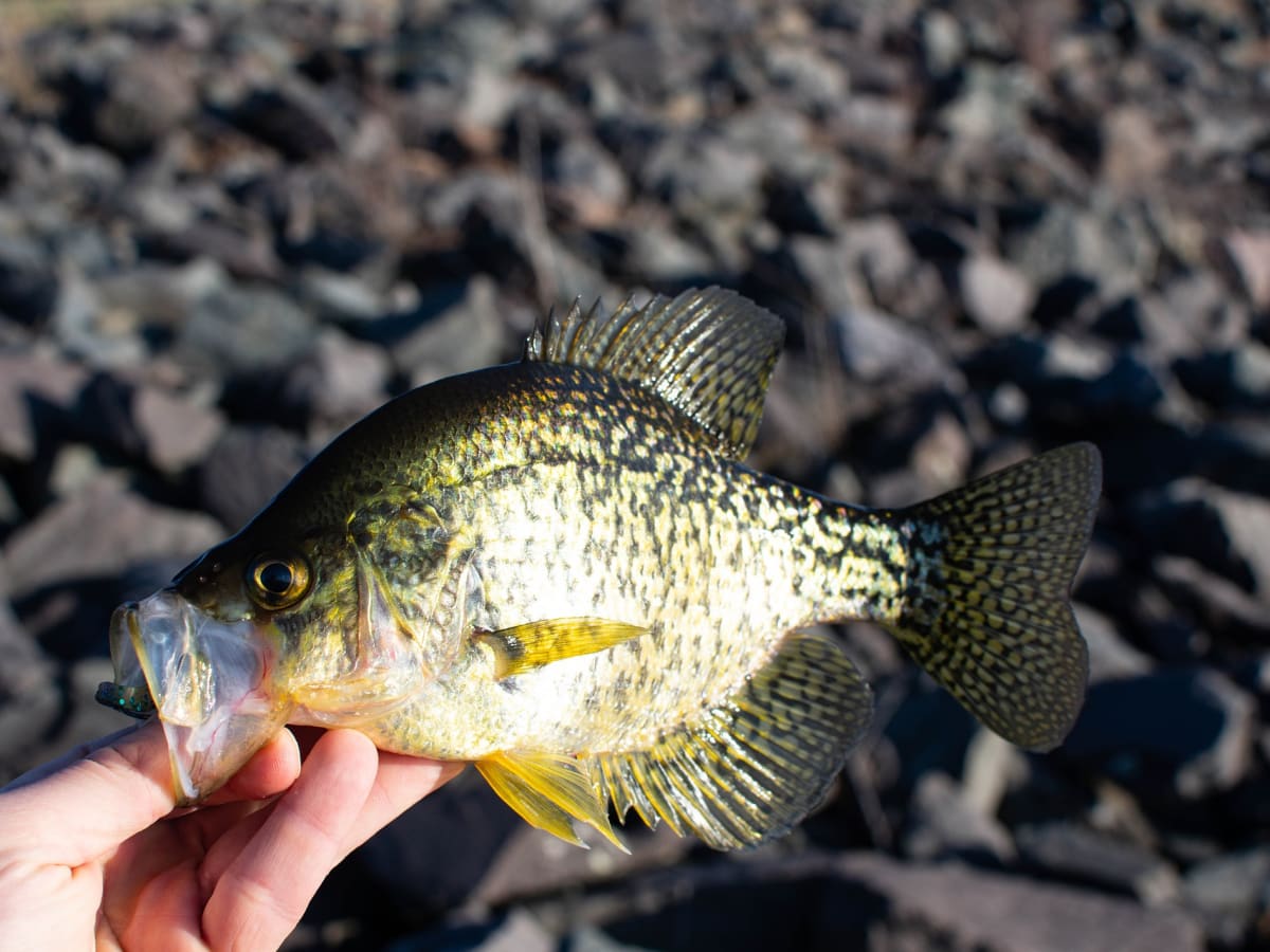 For Minnesota man, it's a quick trip for crappies – Twin Cities