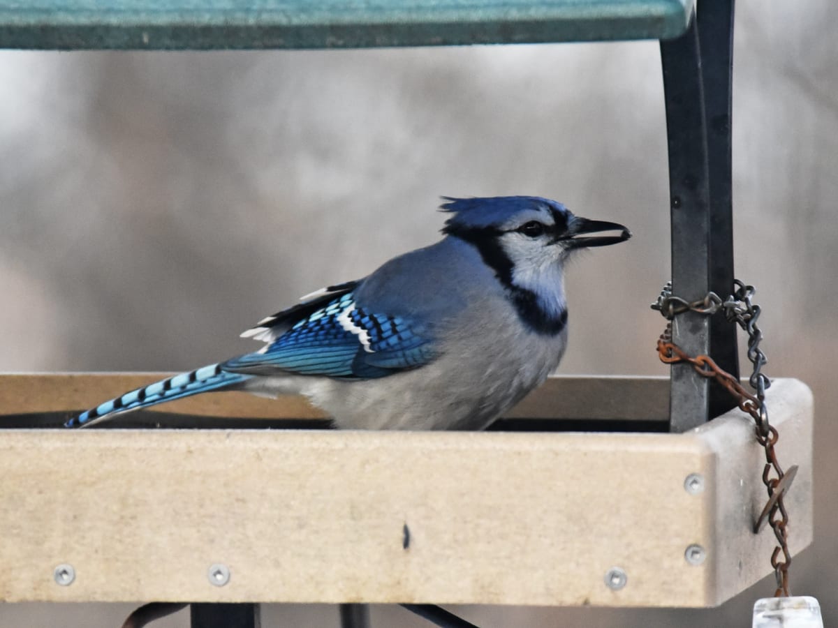 With Deadly Mystery Illness Spreading Should Minnesotans Take Down Bird Feeders Bring Me The News