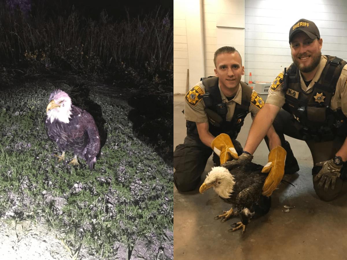 Eagle rescued by deputies after being hit by car in western Wisconsin -  Bring Me The News