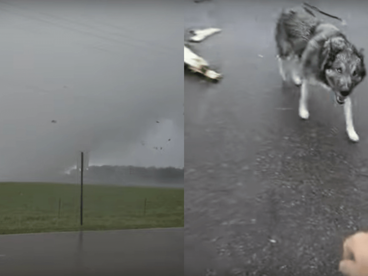 Video: The tornado that tore through Scandia, and the dog that