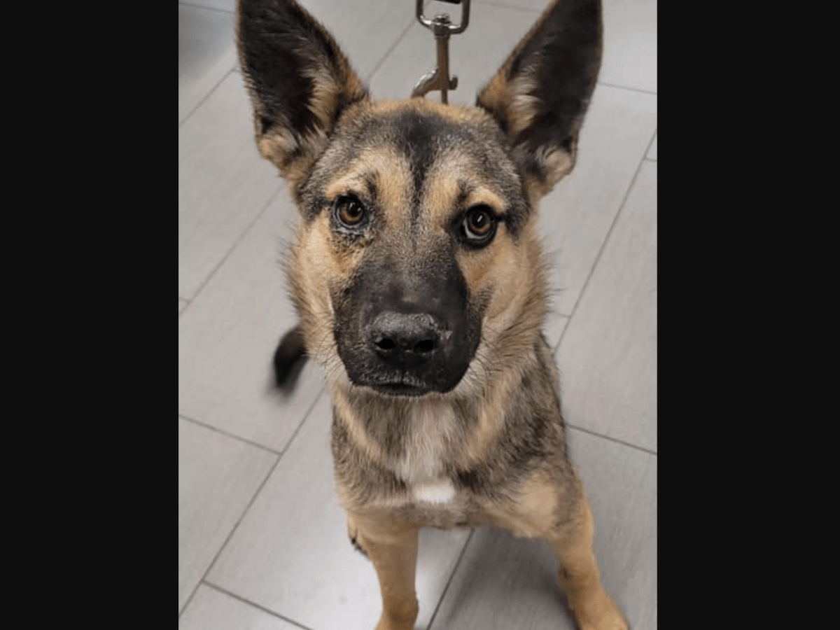 Puppy Found Suffering From Multiple Bullet Wounds In Minnesota Bring Me The News