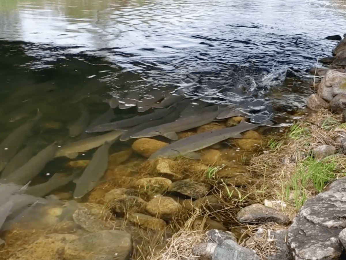 Sturgeon Fishing on the St. Croix: What you need to know to catch a living  dinosaur