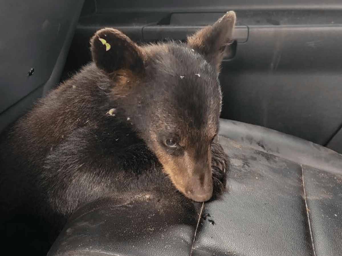 Whimsical Black Bears Mother With Cubs Holding Mama Bear Knows