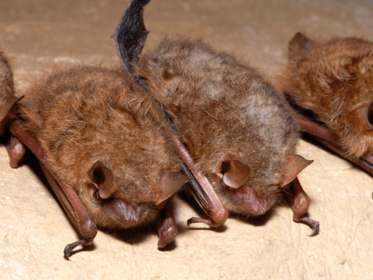 Scientists Are Beginning to Learn the Language of Bats and Bees